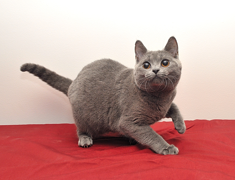 Chartreux best sale cat breeds